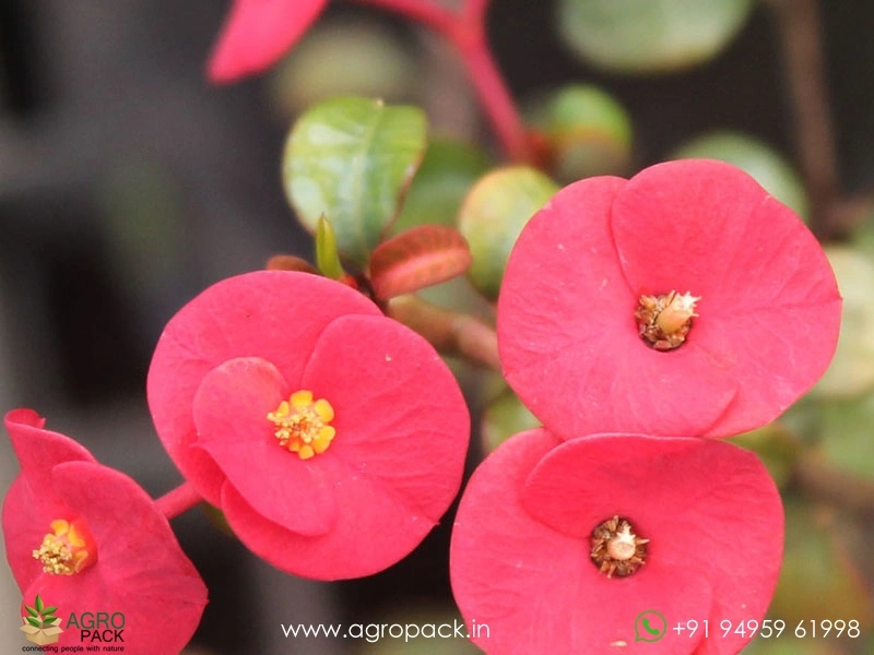 Euphorbia-Geroldii5
