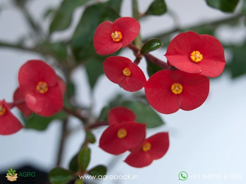 Euphorbia-Geroldii6