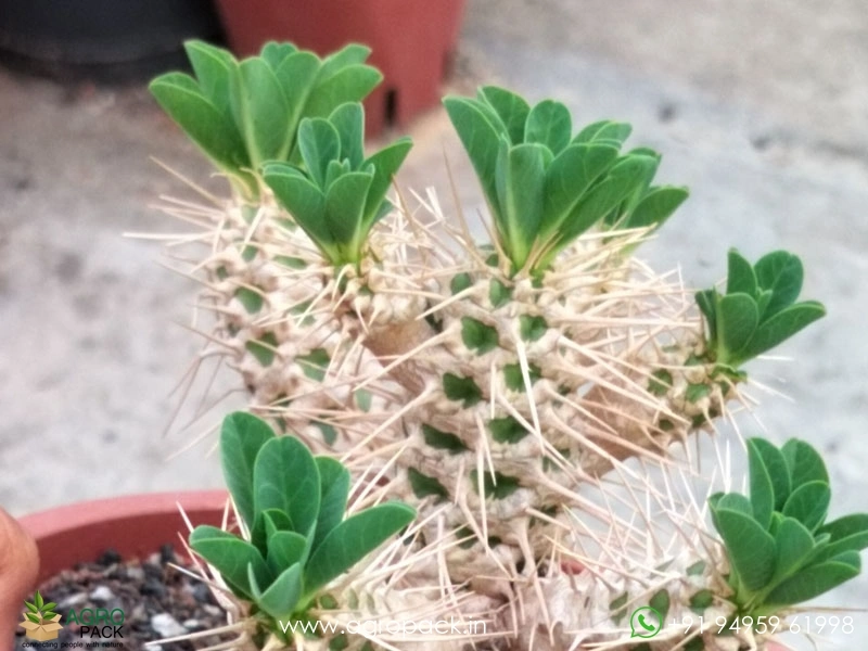 Euphorbia-Guillauminiana-Big-Clump5