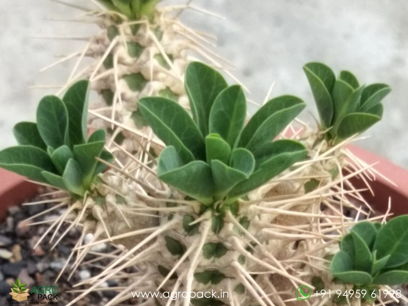 Euphorbia-Guillauminiana-Big-Clump6