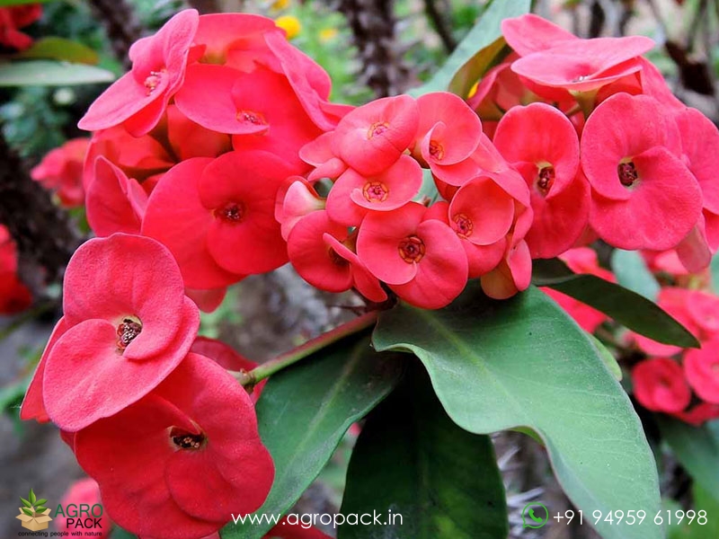 Euphorbia-Milii1