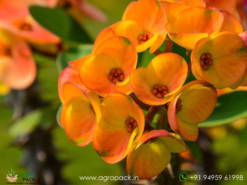 Euphorbia-Milii2