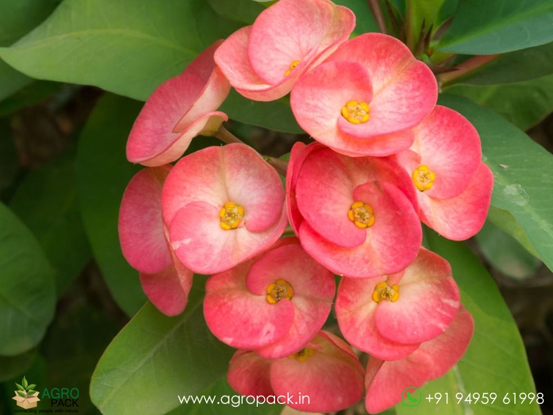 Euphorbia-Milii3
