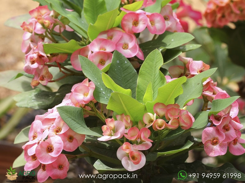 Euphorbia-Milii4