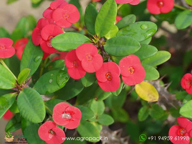 Euphorbia-Milii5