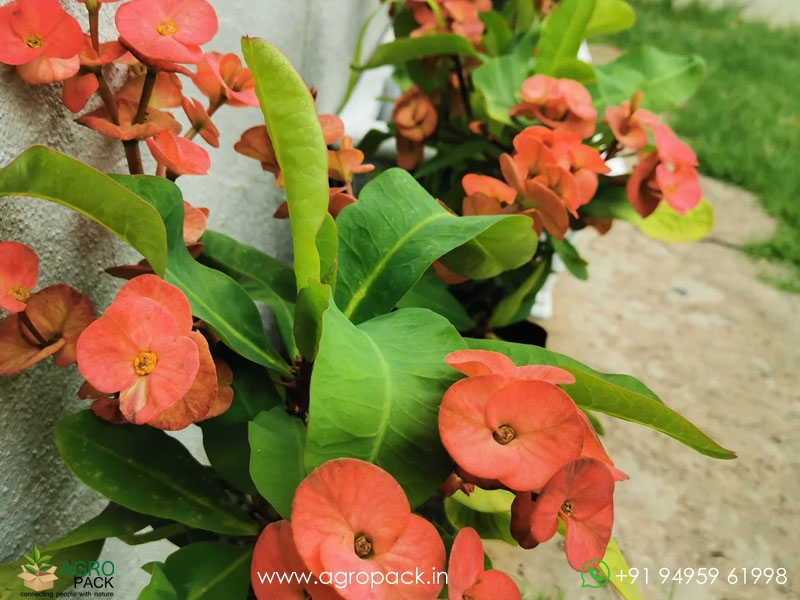Euphorbia-Milii6