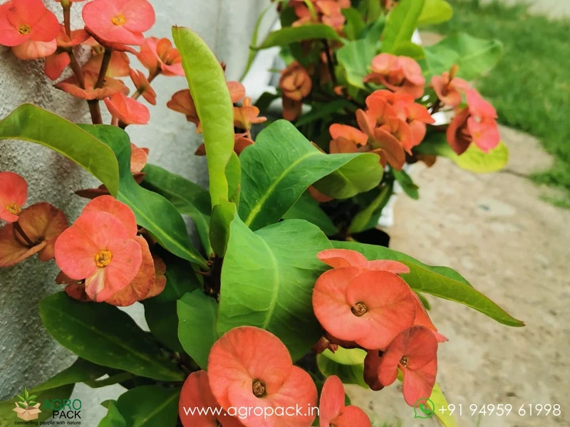 Euphorbia-Milii6