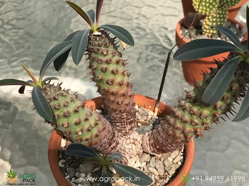 Euphorbia-Pachypodioides1