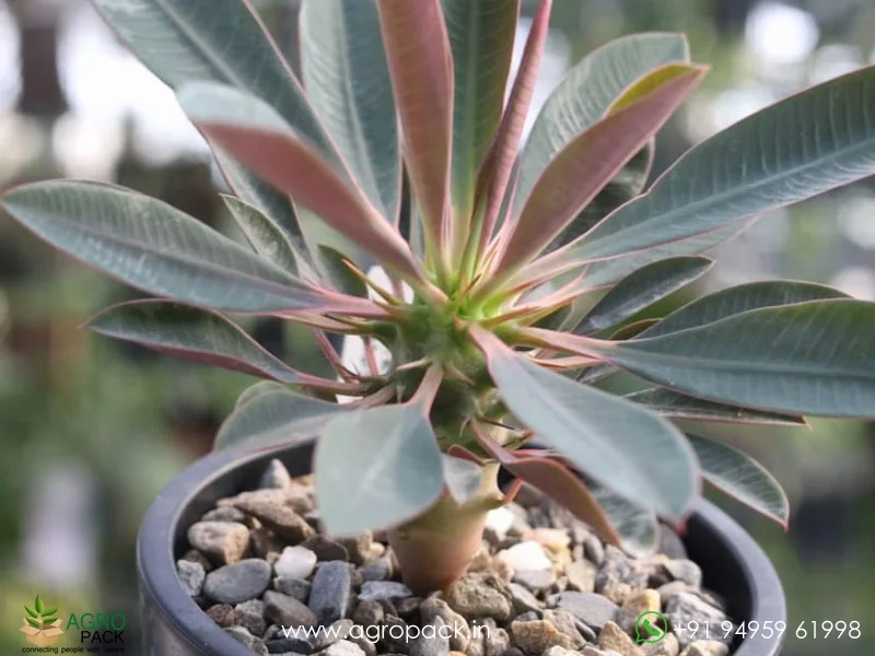 Euphorbia-Pachypodioides3