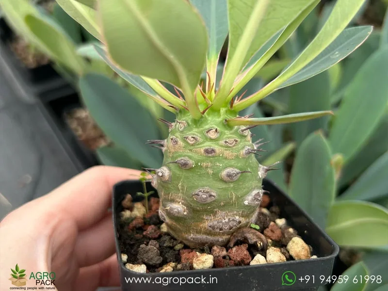 Euphorbia-Pachypodioides4
