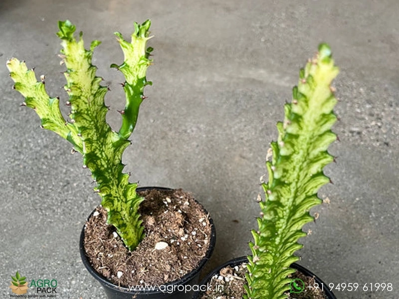 syngonium podophyllum variegata SYNGONIUM PODOPHYLLUM VARIEGATA online kaufen bei potflourri main image 0