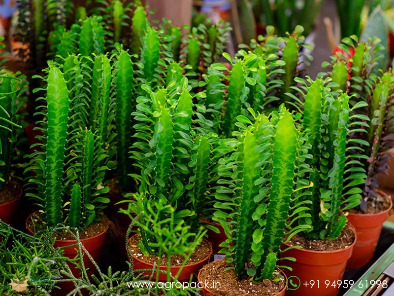 Euphorbia-Trigona3