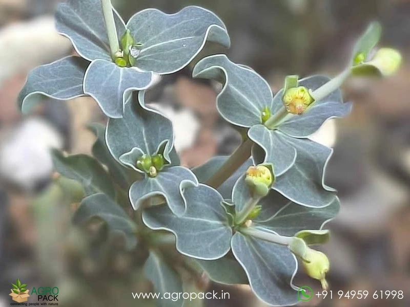 Euphorbia-globulicaulis2