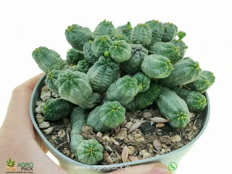 Euphorbia-pseudoglobosa3