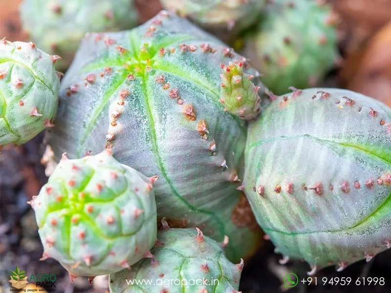 Euphorbia-pseudoglobosa4
