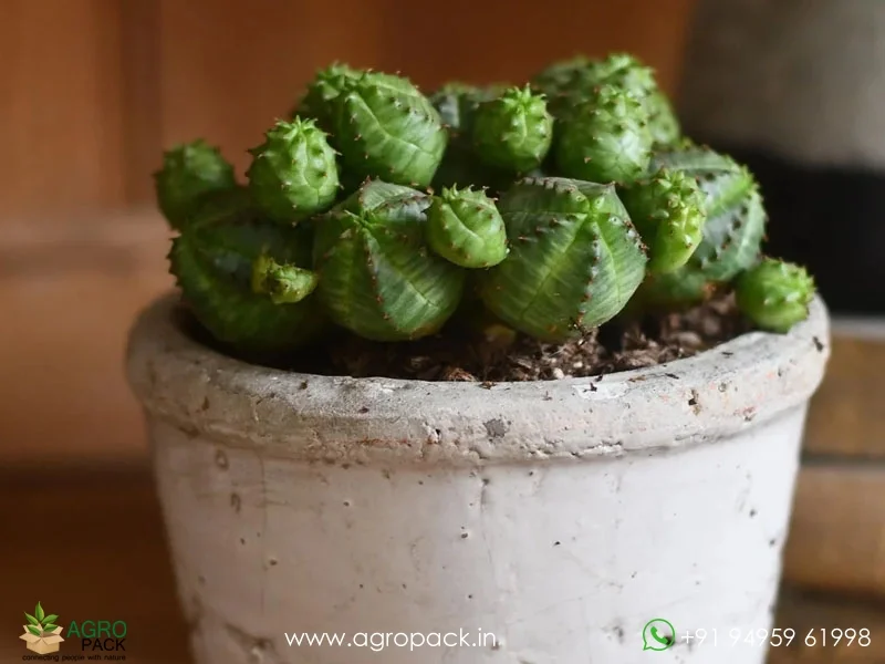 Euphorbia-pseudoglobosa6