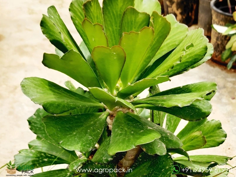 Euphorbia-unispina2