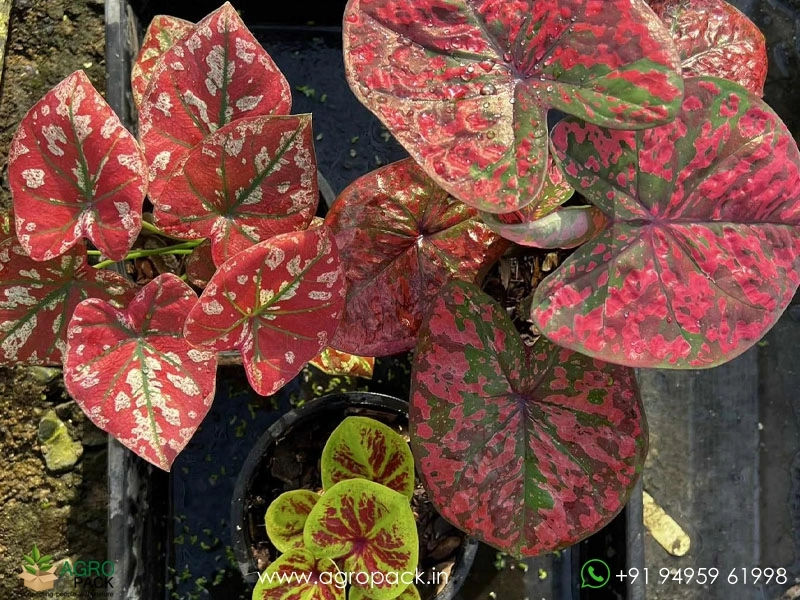 Exotic-Caladium-Hybrids10