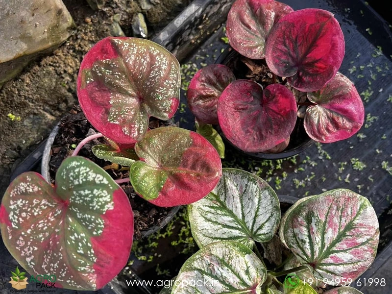 Exotic-Caladium-Hybrids11