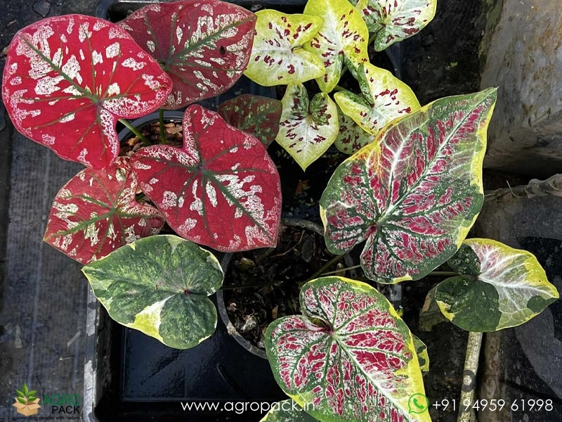 Exotic-Caladium-Hybrids5