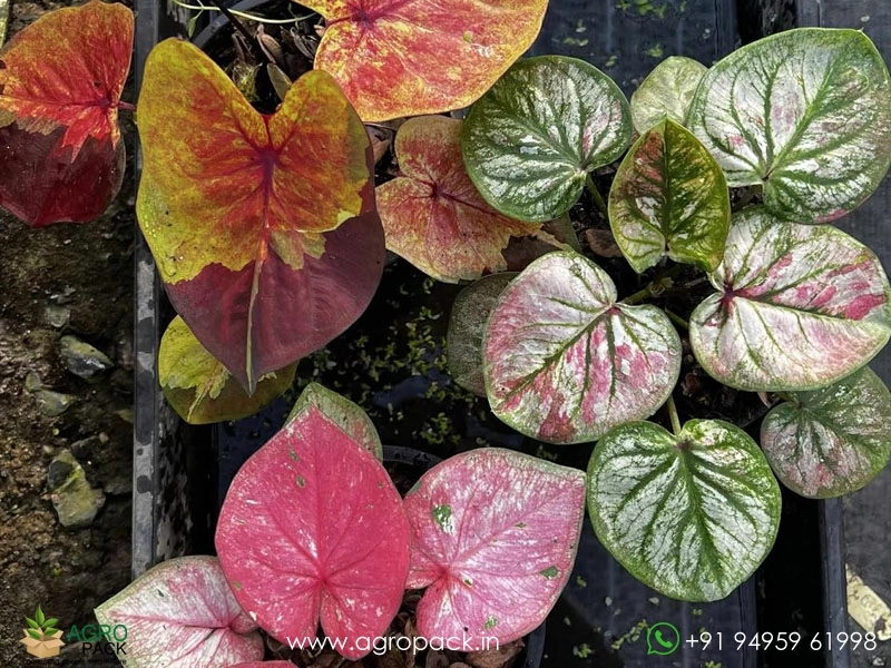 Exotic-Caladium-Hybrids9