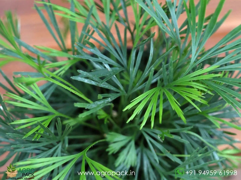 Eyelash-Fern2
