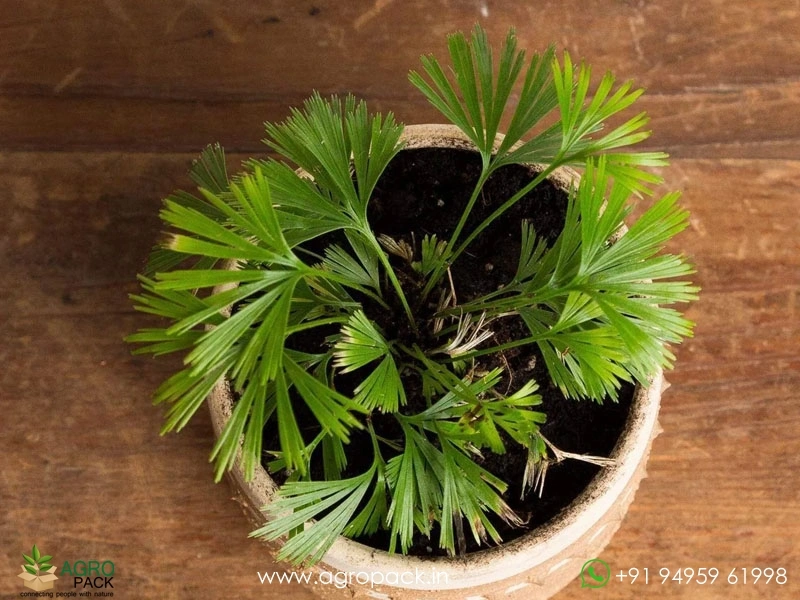Eyelash-Fern3