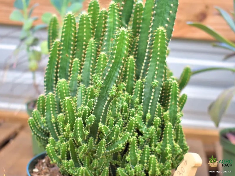 Fairy-Castle-Cactus2