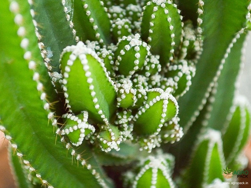 Fairy-Castle-Cactus3