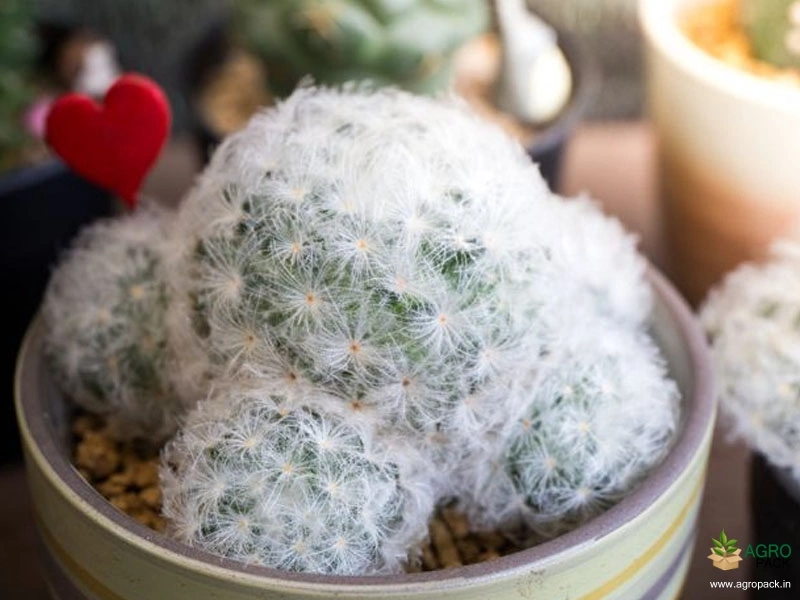 Feather-Cactus3