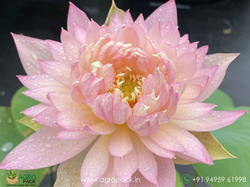 Feather-Skert-Bowl-Lotus2