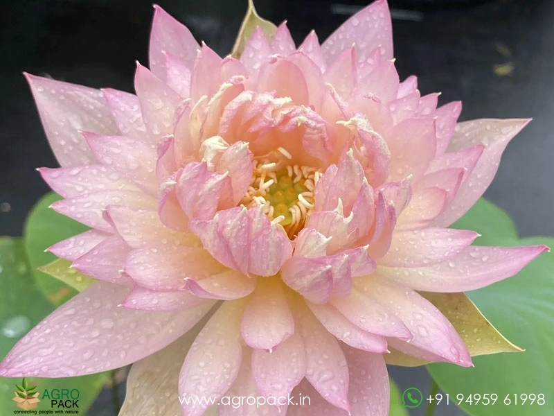 Feather-Skert-Bowl-Lotus2