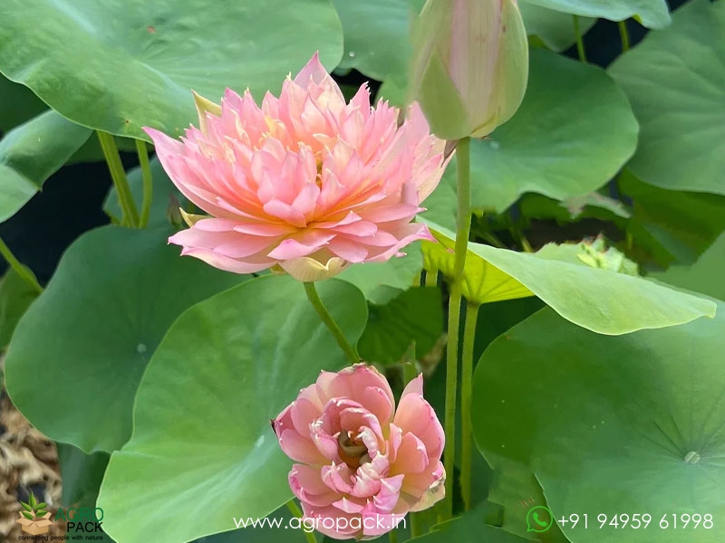 Feather-Skert-Bowl-Lotus3