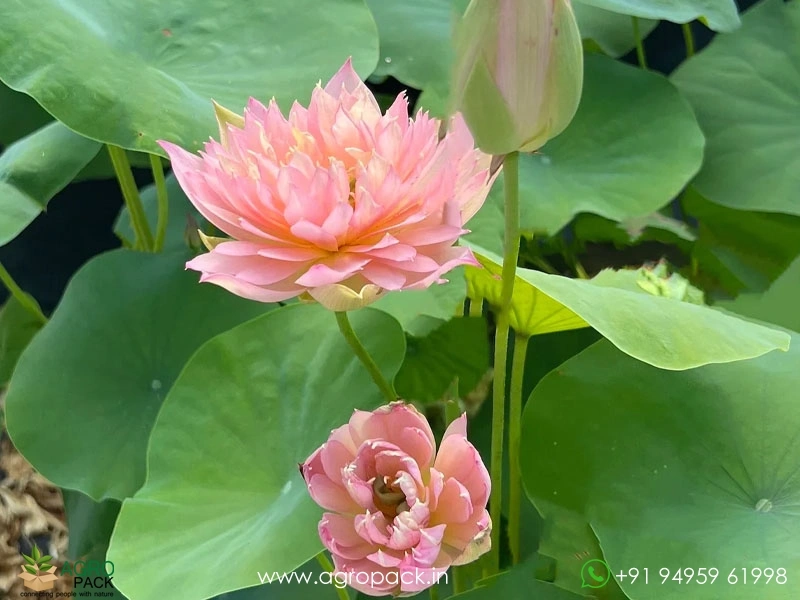 Feather-Skert-Bowl-Lotus3
