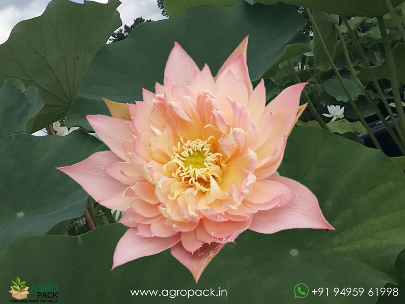 Feather-Skert-Bowl-Lotus5