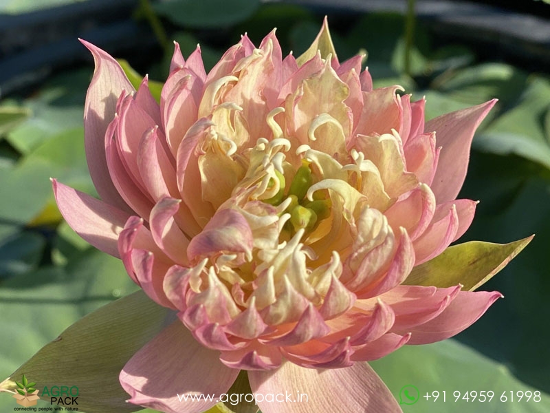 Feather-Skert-Bowl-Lotus6