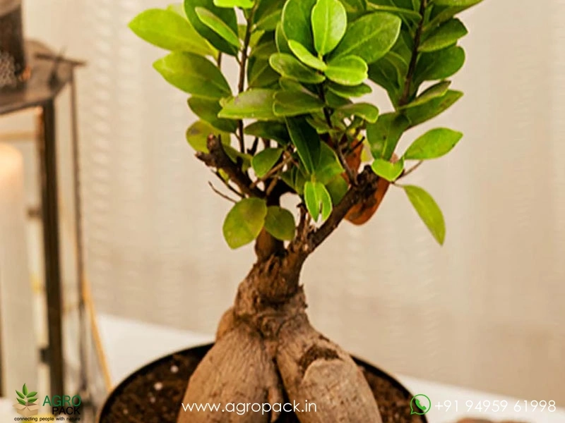 Ficus-Bonsai1