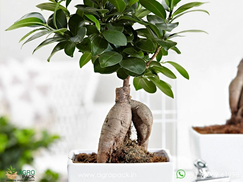 Ficus-Bonsai2