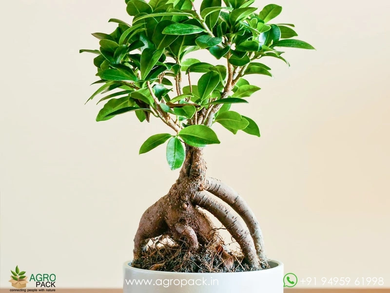Ficus-Bonsai3