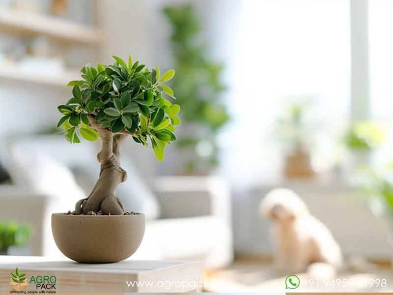 Ficus-Bonsai4