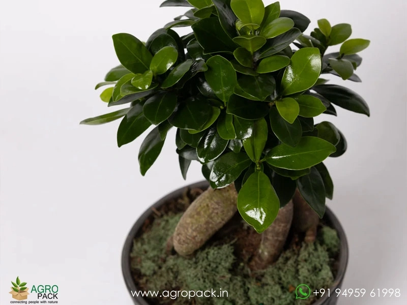 Ficus-Bonsai5