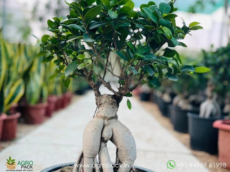 Ficus-Bonsai6
