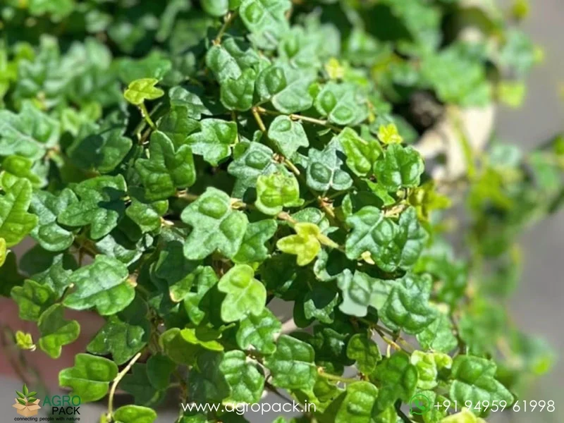 Ficus-Pumila-Quercifolia3