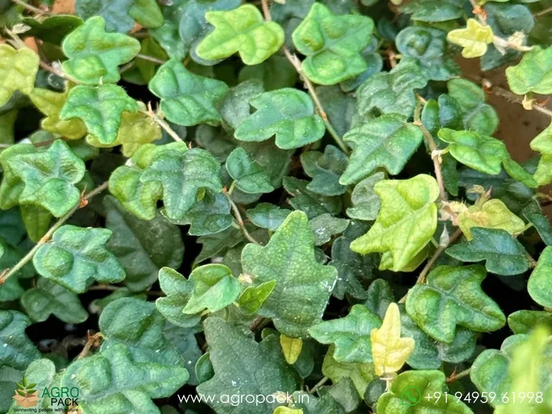 Ficus-Pumila-Quercifolia4