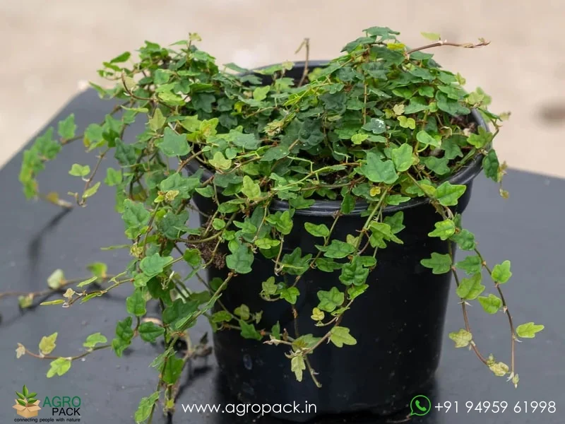 Ficus-Pumila-Quercifolia5