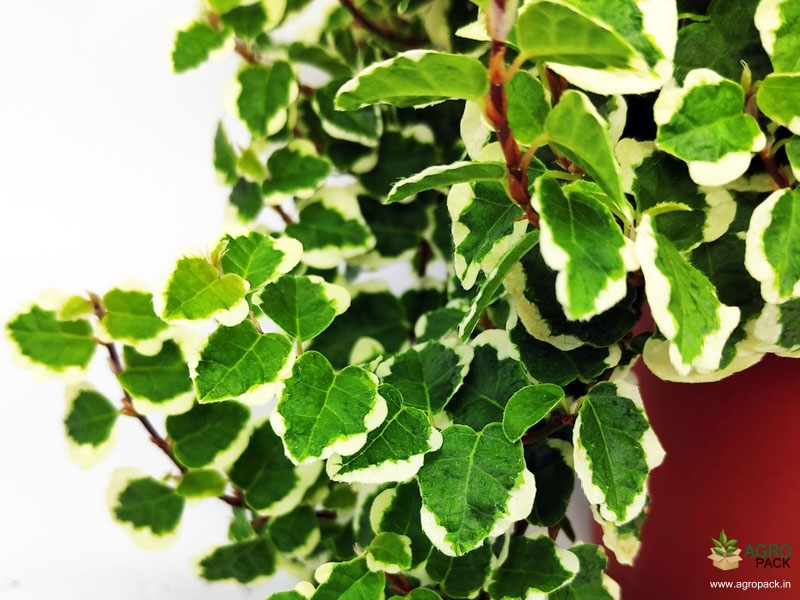 Ficus-Pumila-Variegated1