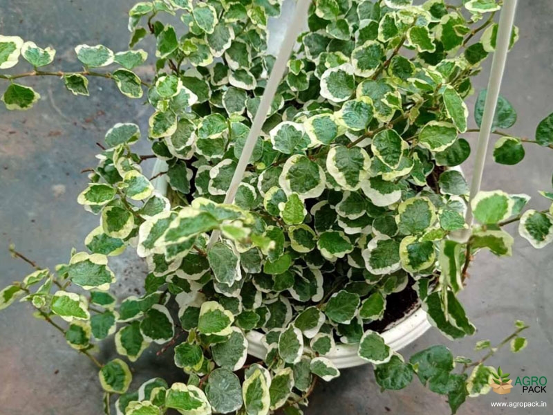Ficus-Pumila-Variegated2