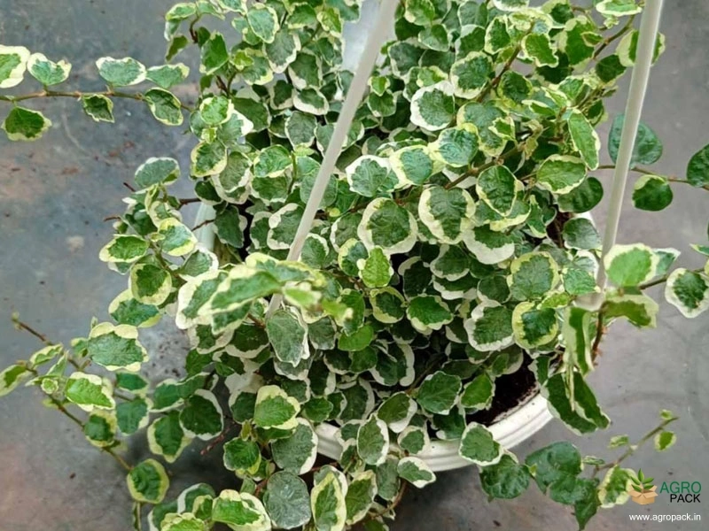 Ficus-Pumila-Variegated2