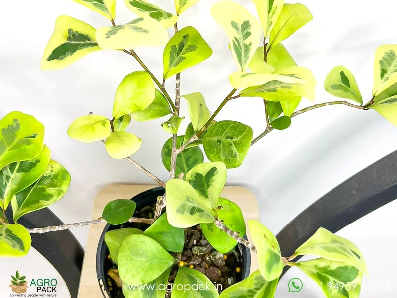 Ficus-Triangularis-Aurea1