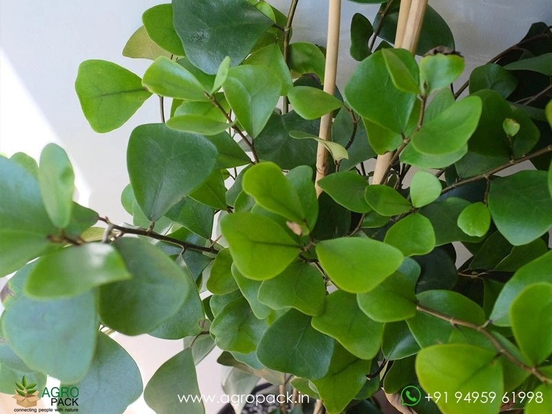 Ficus-Triangularis-Green3
